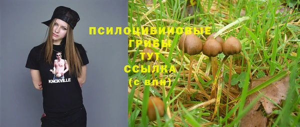 крисы Абаза